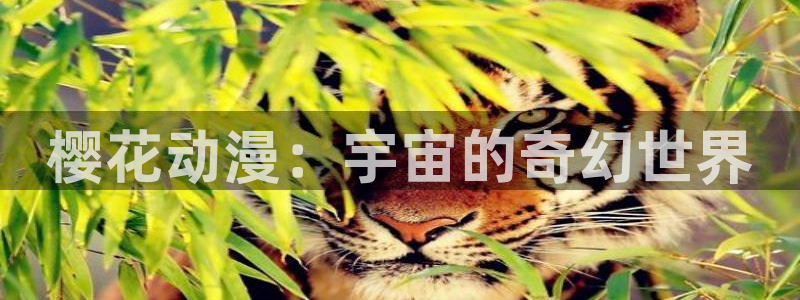 星空影视正版下载