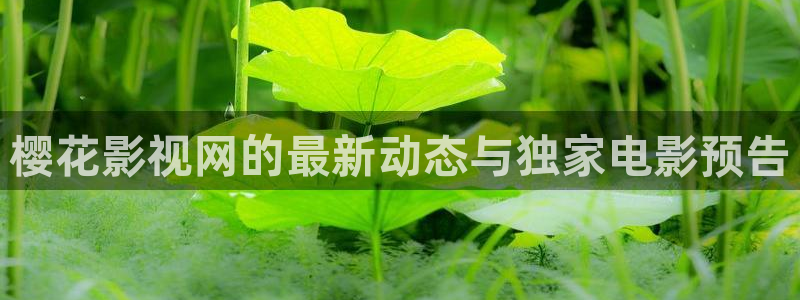 星空影视在线观看电视剧免费